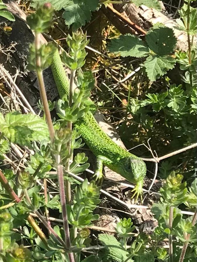 Reveil Aux Chants Des Oiseaux Asse-le-Riboul Exterior foto