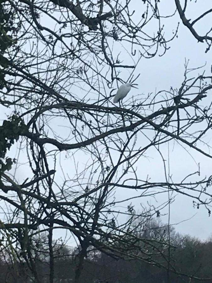 Reveil Aux Chants Des Oiseaux Asse-le-Riboul Exterior foto